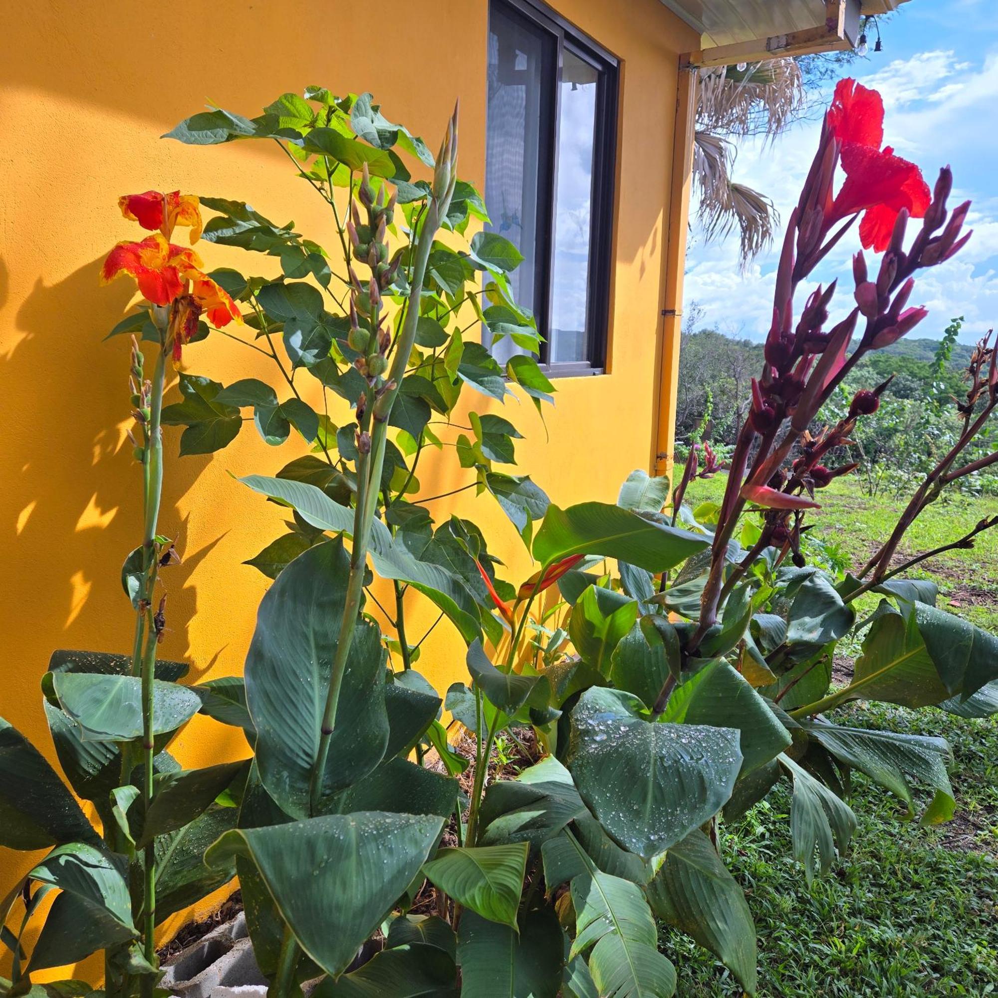 Guayabo  Hacienda En Los Volcanes المظهر الخارجي الصورة