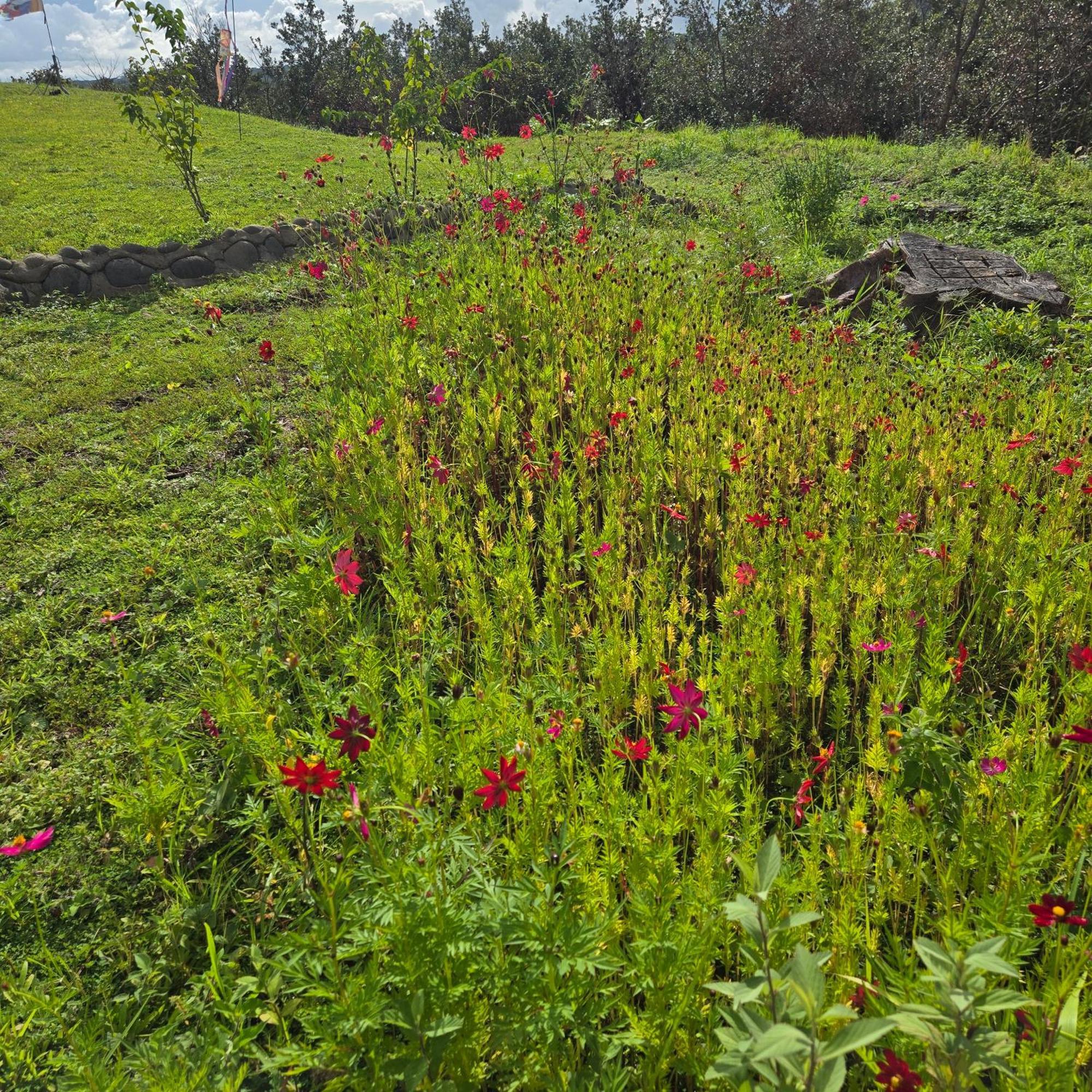 Guayabo  Hacienda En Los Volcanes المظهر الخارجي الصورة