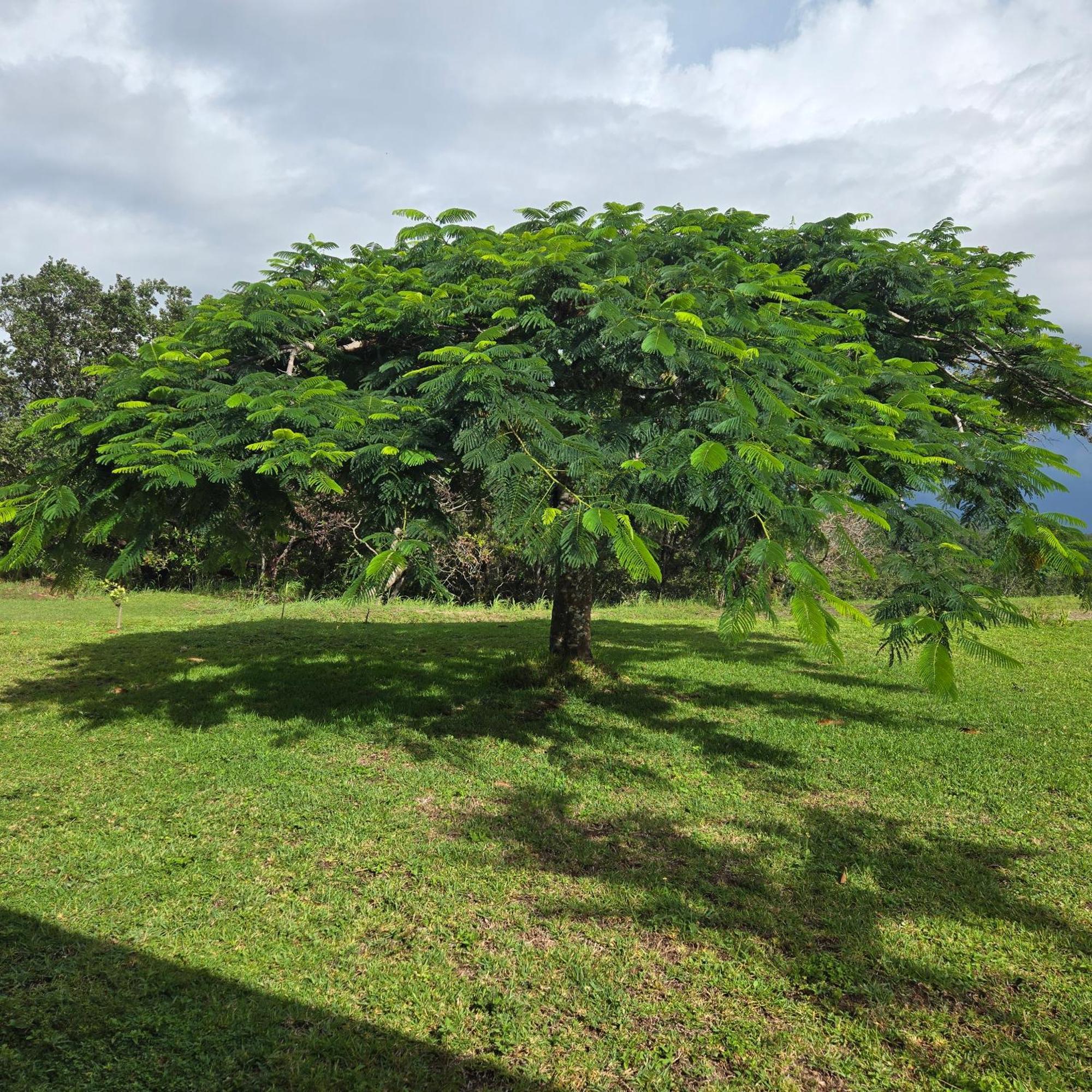 Guayabo  Hacienda En Los Volcanes المظهر الخارجي الصورة