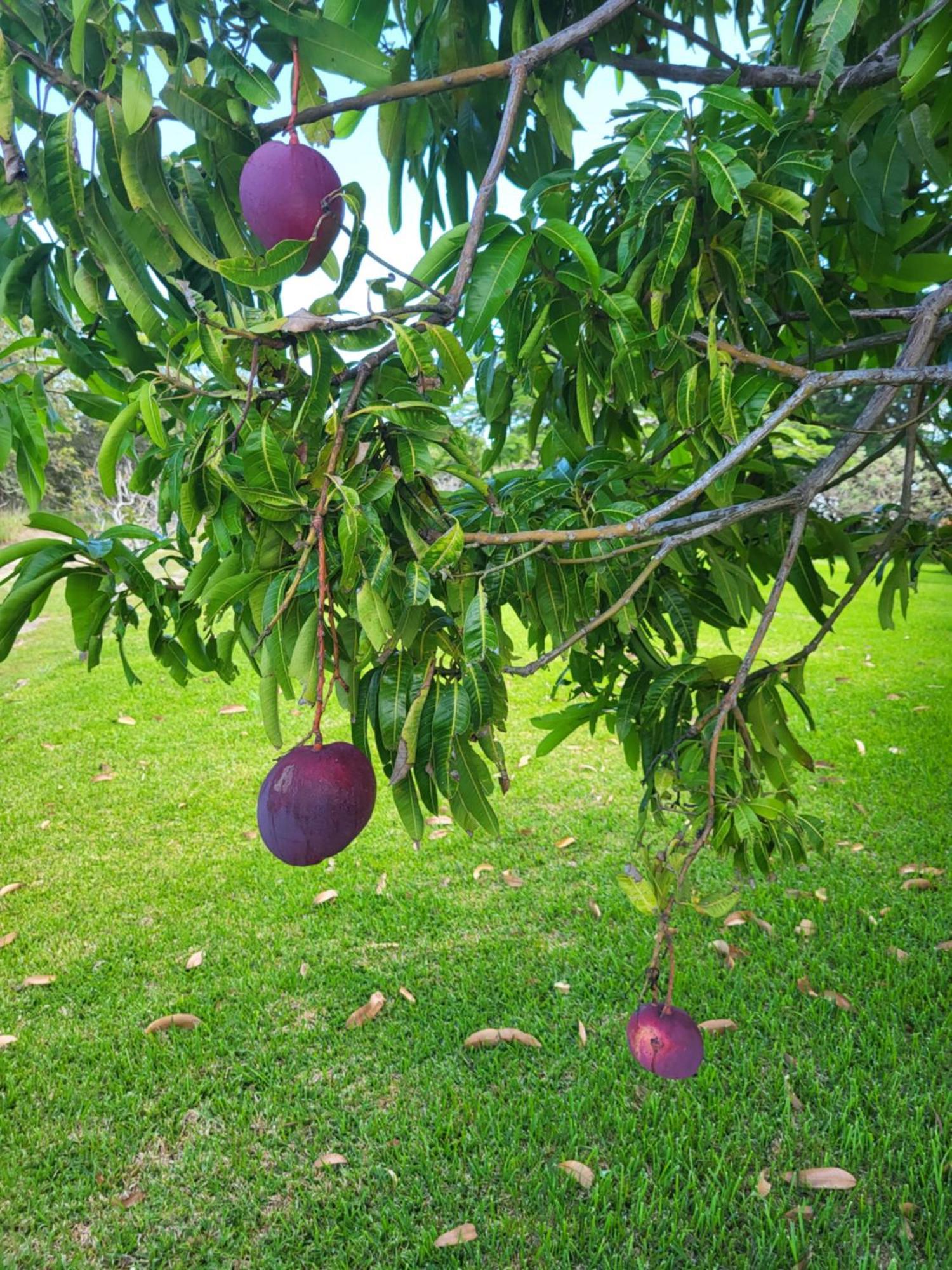 Guayabo  Hacienda En Los Volcanes المظهر الخارجي الصورة